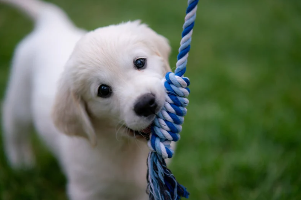 Hundehvalp