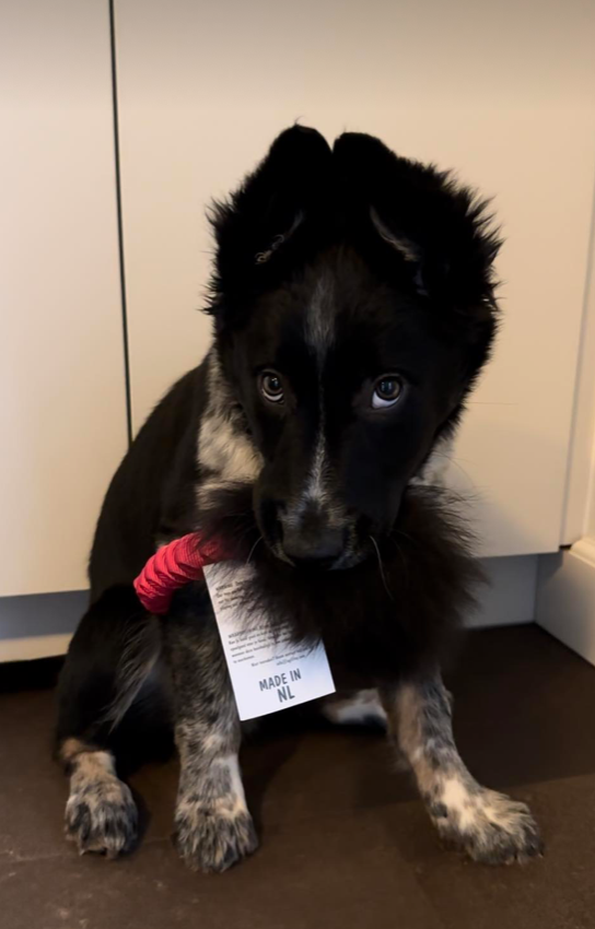 Hundehvalp Rio