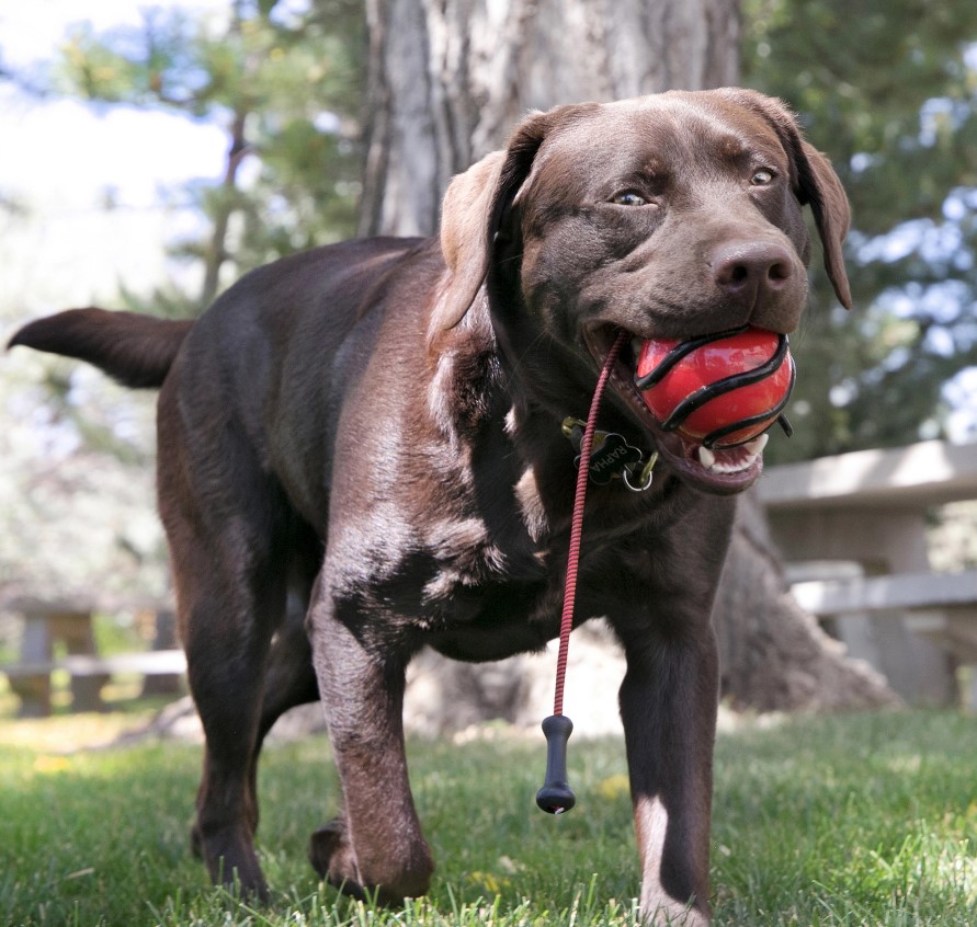 KONG Wavz BunjiBall - Kastebold til hunde - Billede 3