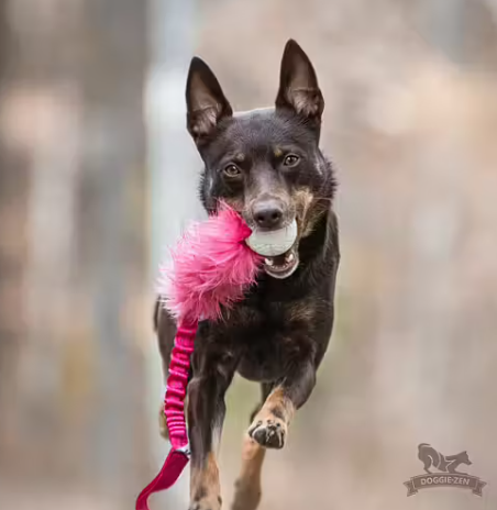 Doggie-zen Bungee fur with orbee