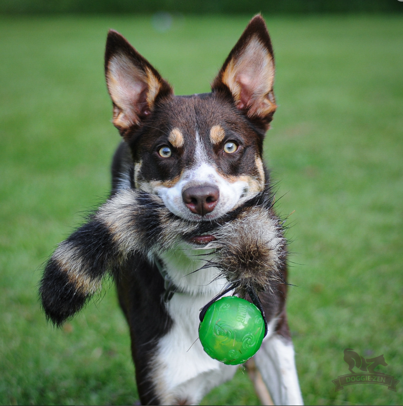 Doggie-zen