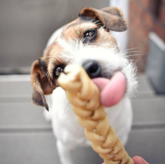 Bøffelhud snack hund