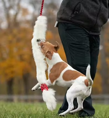 Doggie-Zen Bungee Hol-ee Comet Chaser Tug - Belønningslegetøj - Billede 3