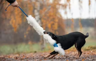 Doggie-Zen Bungee Hol-ee Comet Chaser Tug - Belønningslegetøj - Billede 2