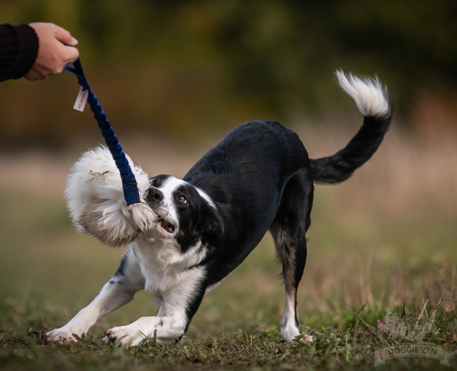 Doggie-Zen Kampring med ægte lammepels - Billede 3