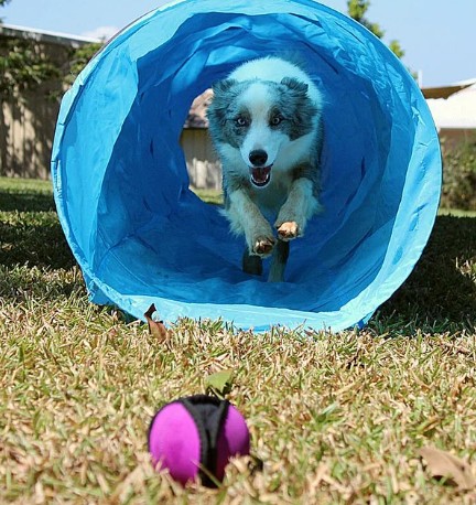Puppingtons Pod, Velvet - Godbidsbold - Billede 2
